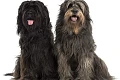 Katalonų aviganis (Catalan Sheepdog)
