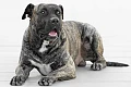 Kanarų dogas (Perro de Presa Canario)