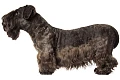 Čekų terjeras (Cesky Terrier)