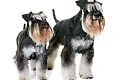 Cvergšnauceris (Miniature Schnauzer)