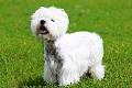 Vakarų Škotijos baltasis terjeras (West Highland White Terrier)