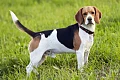 Biglis (Beagle)