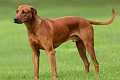 Rodezijos ridžbekas (Rhodesian Ridgeback)