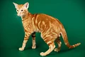 Orientalų trumpaplaukės katės (Oriental Shorthair)
