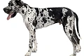 Vokiečių dogas (Great Dane)