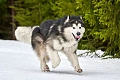 Aliaskos malamutas (Alaskan Malamute)