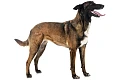 Belgų aviganis Malinua (Belgian Shepherd, Malinois)
