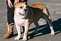Maljorkos buldogas (Perro de Presa Mallorquin)