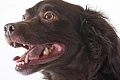 Boykin spanielis (Boykin Spaniel)