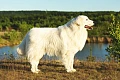 Maremano-Abrucų aviganis (Cane da pastore Maremmano-Abruzzese)