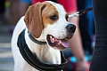 Volkerio Kunhaundas (Treeing Walker Coonhound)