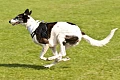 Greihaundas (Greyhound)