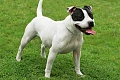 Stafordšyro bulterjeras (Staffordshire Bull Terrier)