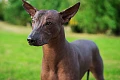 Meksikiečių plikasis šuo (Xoloitzcuintli)