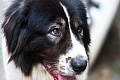 Bukovinos aviganis (Bucovina Shepherd Dog)