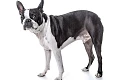 Bostono terjeras (Boston Terrier)