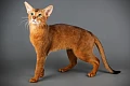 Abisinijos katės (Abyssinian)