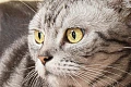 Amerikos trumpaplaukė katė (American Shorthair)