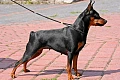 Nykštukinis pinčeris (Miniature Pinscher)