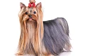 Jorkšyro terjeras (Yorkshire Terrier)