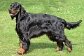 Gordono seteris (gordonas) (Gordon Setter)