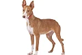Kanarų podenkas (Podenco Canario)