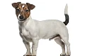 Džeko Raselo terjeras (Jack Russell Terrier)