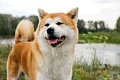Brangiausi šunys - Akita inu