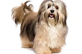 Havanos bišonas (Havanese)