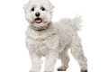 Maltos bišonas (Maltese)