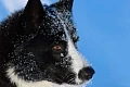 Karelų lokinė laika (Karelian Bear Dog)