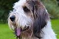 Didysis Vandėjos Baset-grifonas (Grand Basset Griffon Vendeen)