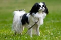 Japonų činas (Japanese Chin)