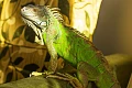 Žalioji iguana