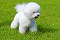 Garbanotasis bišonas (Bichon Frise)