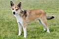 Norvegų Lundehundas (Norwegian Lundehund)