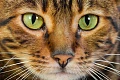 Toyger katė (Toyger cat)