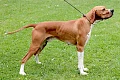 Anglų pointeris (English pointer)