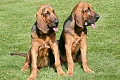 Bladhaundas (Bloodhound)