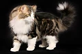 Norvegų miškinė katė (Norwegian Forest Cat)