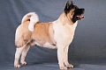 Amerikiečių akita (American Akita)