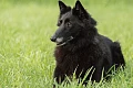 Belgų aviganis Griunendalis (Belgian Shepherd, Groenendael)