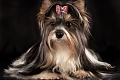 Byverio terjeras (Biewer Terrier)