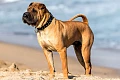 Šarpėjus (Shar-Pei)