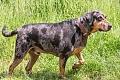 Katahulos leopardinis šuo (Catahoula Leopard Dog)
