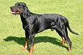 Lenkų medžioklinis šuo (Polish Hunting Dog)