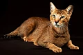Čosio katė (Chausie cat)