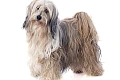 Tibeto terjeras (Tibetan Terrier)