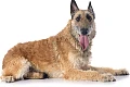 Belgų aviganis Lakenua (Belgian Shepherd, Laekenois)