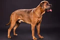 Italų mastifas (Cane Corso)